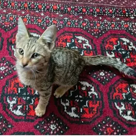 Котёнок мальчик