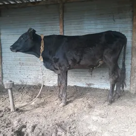 öküz