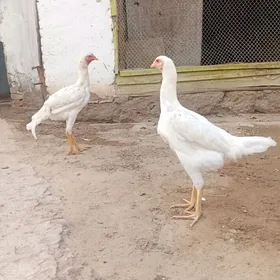 horaz