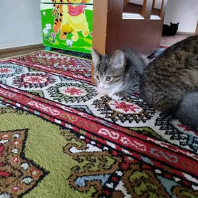 Котенок.