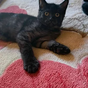 Котенок красавица.