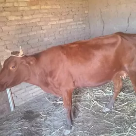 Bakylan gacar