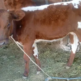 okuzçe