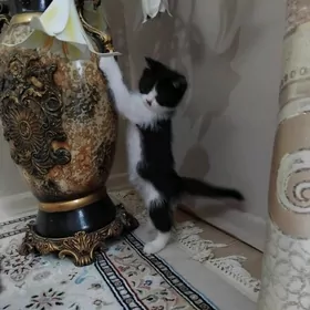 Котёнок