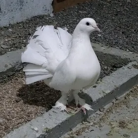 Kepderi pawlin
