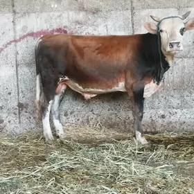 ala gbibrit. öküz 1.9aylyk