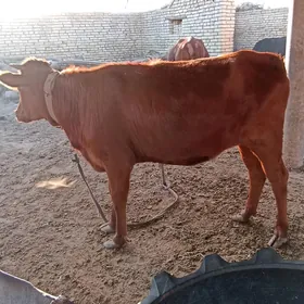 gole imde  duran