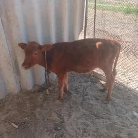 Göle