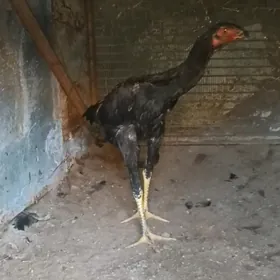 horaz
