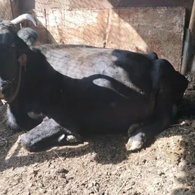sygyr