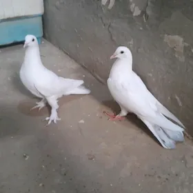 Satlyk kepderi