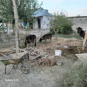 tuwe bln okuzje