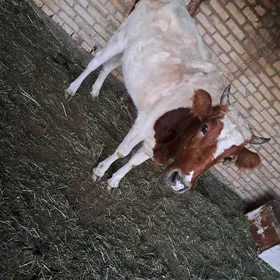 3 aylyk bogaz unajyn