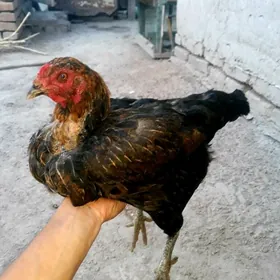 towuklar