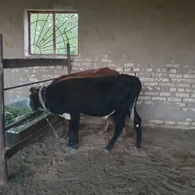 okuzce