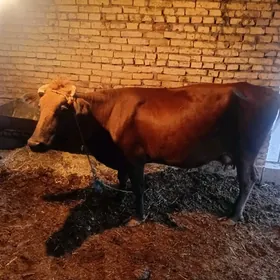 Saglyk sygyrlar