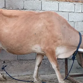 SAGYLYAN SYGYR
