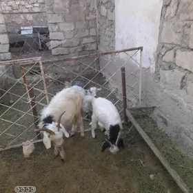 geci cebis