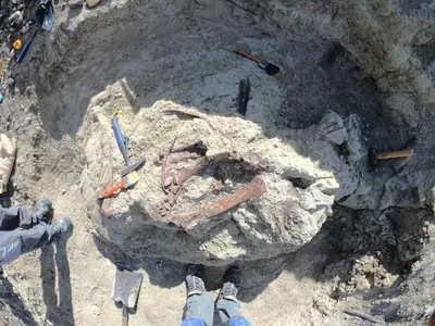 В Аргентине нашли останки прежде неизвестного хищного мегараптора и его жертвы