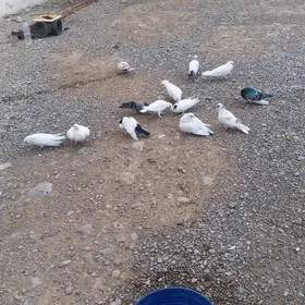 kepderi