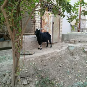 Geçiler