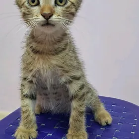 Котёнок  добрые руки.