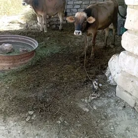 oküz
