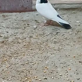 krpderi