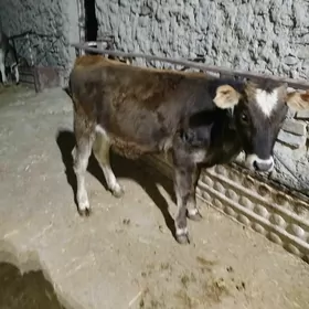 tüwe