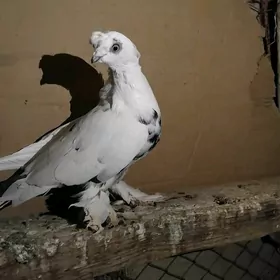 kepderi