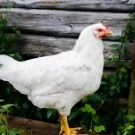 towuk