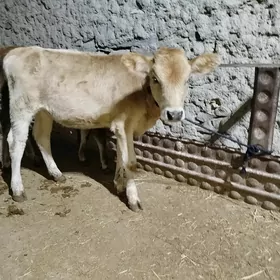 tüwe