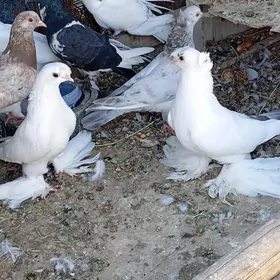 Kepderi