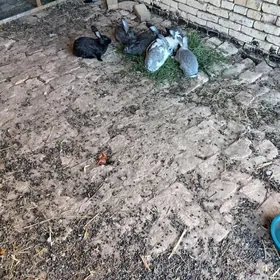 Домашние кролики