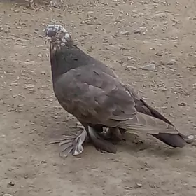 кепдери   балакли