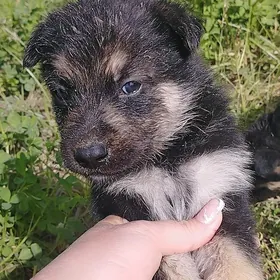 овчарка