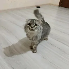 котята