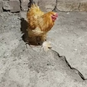 brama towuk horaz