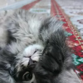 В добрые руки