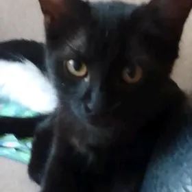 кошечка