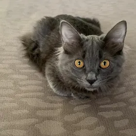 КОТ ‍