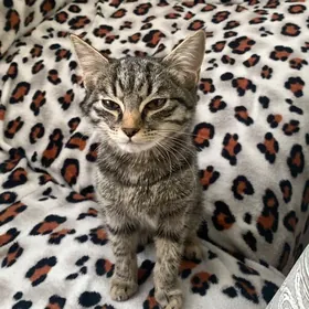 Котенок 