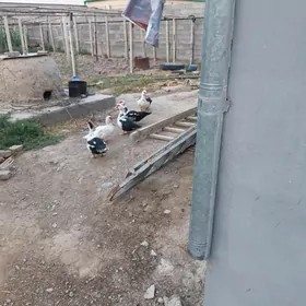 Indawutga ýaşylbaş