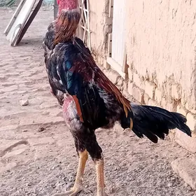 horaz