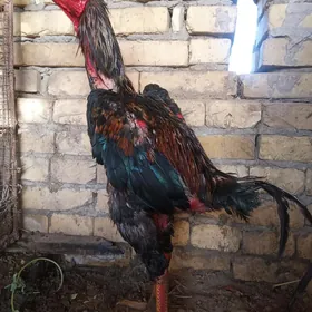 horaz