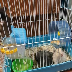 homyak