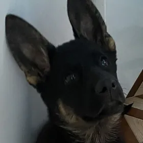 ВЕО Овчарка