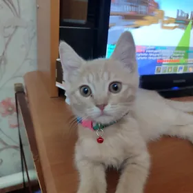 котёнок девочка