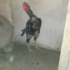baysowy horaz towyk juje