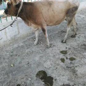 gysyr sygyr
